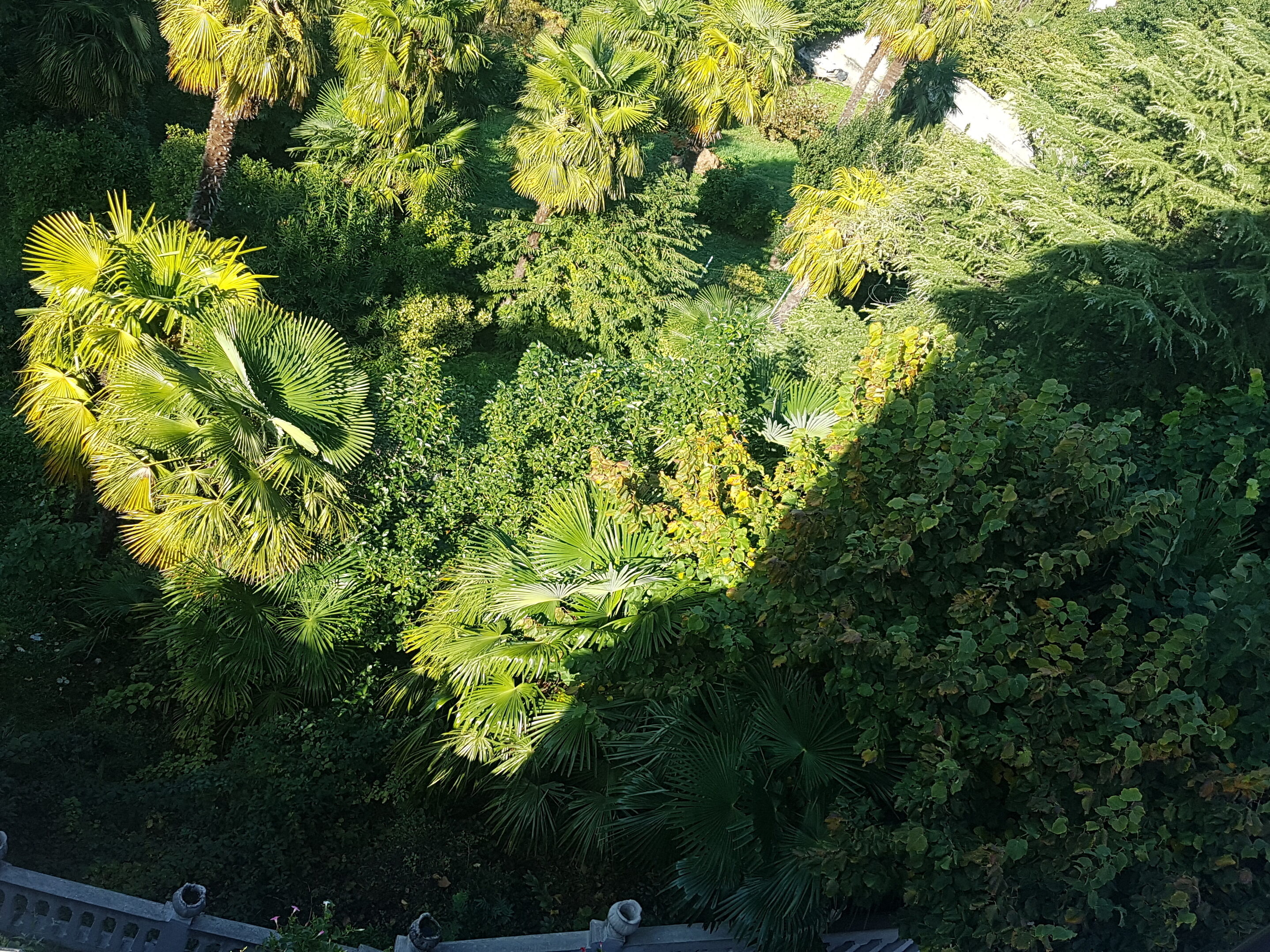 zwei bäume machen noch keinen wald