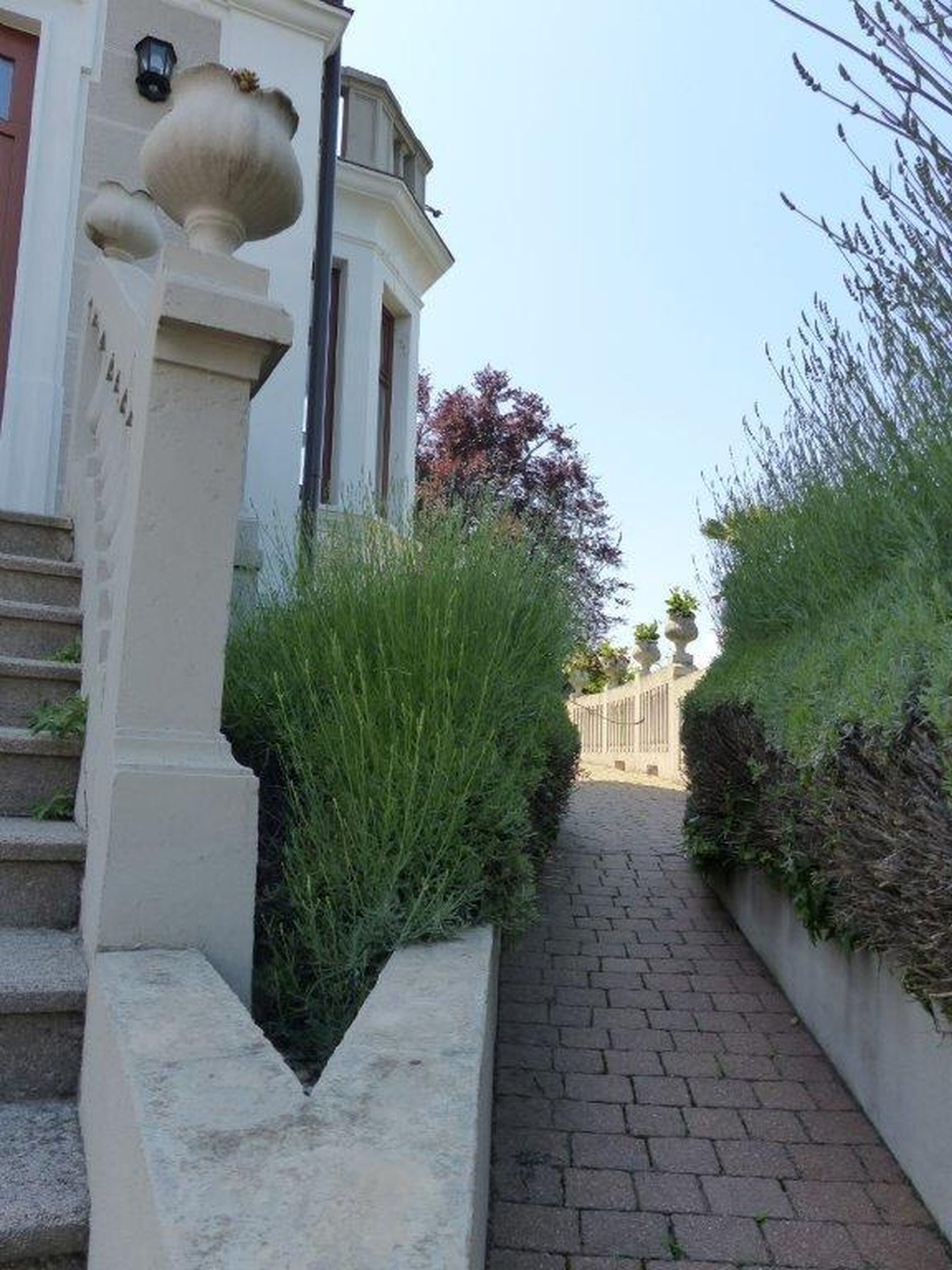 Lavender Path